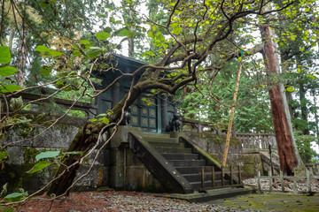 Charming scene of branch of a big tree in japanese temple garden on beautiful green wooden door , copy space, Nikko, Tochigi
