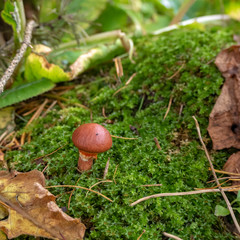 Close up of small cute mushroom with fresh green fern and dry leaves for background with copy space