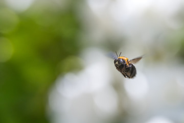 Carpenter bee hovering