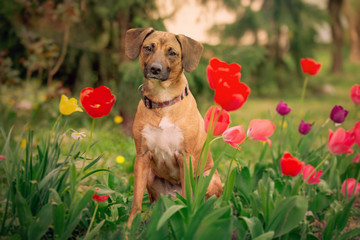 Pies w tulipanach
