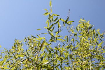 Feuillage de bambou sur ciel bleu
