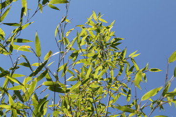 Feuilles de bambou vert sur fond de ciel bleu, pour le concept de printemps été ou tout arrière-plan