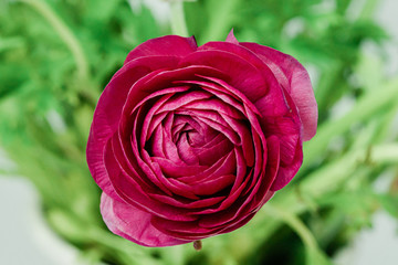 A single simple hot pink magenta ranunculus with a bright green stems and leaves in a vase against a white and gray marbled background
