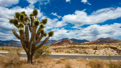 pine trees in the mountains