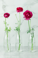 Three separate ranunculus in clear plastic old fashioned bottles filled with water against a subtle...