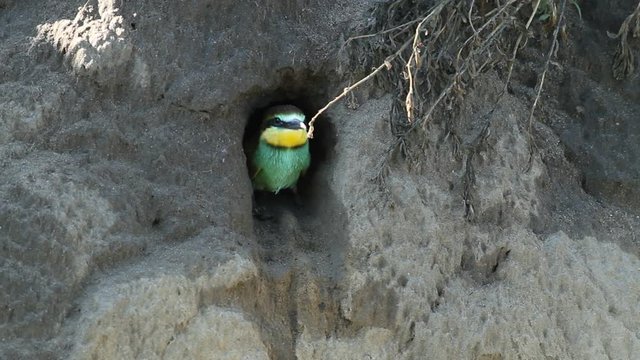 European bee eater, Merops apiaster. A nestling peeps out of a nest, a hole, and an adult bird feeds it. The next chick pushes him out of the nest and he flies for the first time in his life