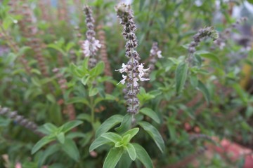 Ocimum tenuiflorum