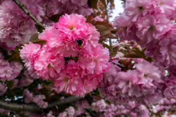 Assorted nature photos from West Chester