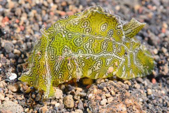 Anaspidea Bilder Durchsuchen 626 Archivfotos, und