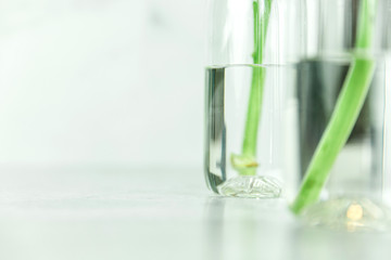 three glass vase bottles filled with water and stems of flowers