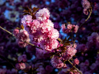 Assorted nature photos from West Chester