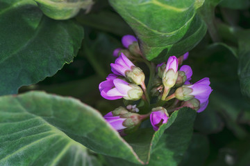Bergenia flowers from the Saxifragaceae family close-up. Medicinal plants of Siberia and Khakassia.
