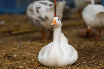 The white baby goose is rest in  farm garden,thailand