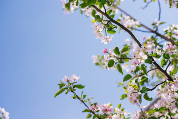  Apple blossom tree. Pink flowers. A bee pollinates a flower on a branch.Spring flowers bloomed in the sun.Flowers against a blue sky.