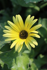 Flor de Jardim