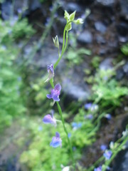 blue flower