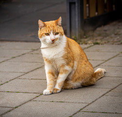 cat on the street