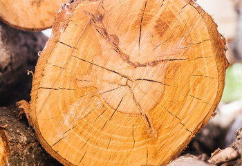 A section of a tree. Wood texture. Rings on the tree trunk.Wood background.