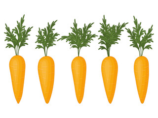 Collection of carrots on a white background. Fresh vegetables. Isolated object on a white background. Cartoon style.