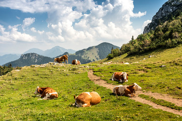 Fototapeta na wymiar Kühe auf der Wiese mit Bergkulisse.