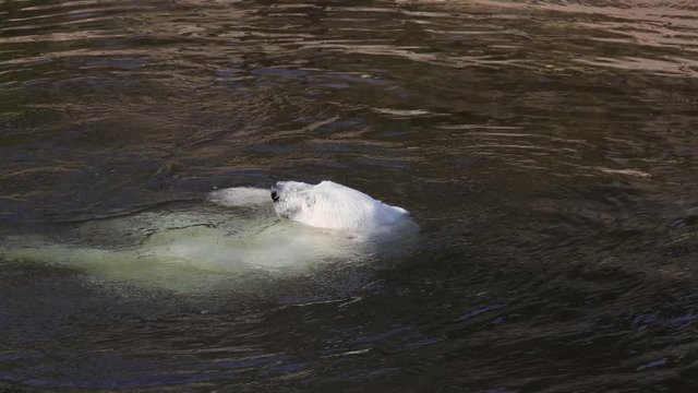 Polar bear (Ursus maritimus) is a hypercarnivorous bear whose native range lies largely within the Arctic Circle, encompassing the Arctic Ocean, its surrounding seas and surrounding land masses.