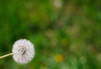 Dandelion on a green background. Mature dandelion with seeds. Fluffy dandelion.