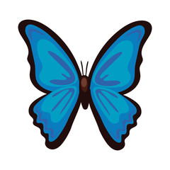 beautiful butterfly insect blue flat style icon
