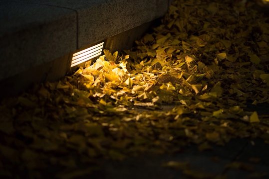 Lights Falling On Leaves On Ground At Night