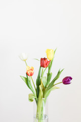 Beautiful multicolored tulips in a vase on white background