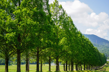 滋賀県のメタセコイア並木道の新緑
