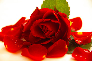 rose with petals. the red rose is turned to the right. postcard. rose on a white background.