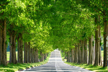 滋賀県のメタセコイア並木道の新緑 - obrazy, fototapety, plakaty
