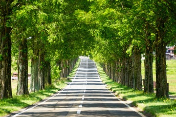 滋賀県のメタセコイア並木道の新緑