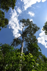青空に向かって伸びる木。世界遺産イグアスの滝の大自然。Blue sky and big trees, Iguazu falls,Argentina.