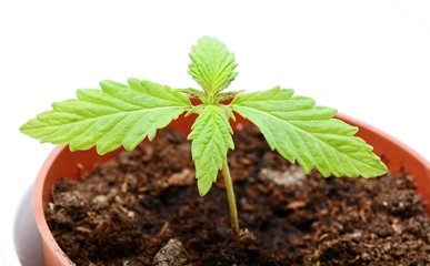 Young cannabis plant