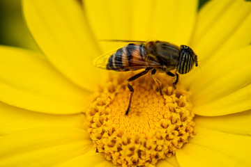 Flower fly on a yellow corn daisy