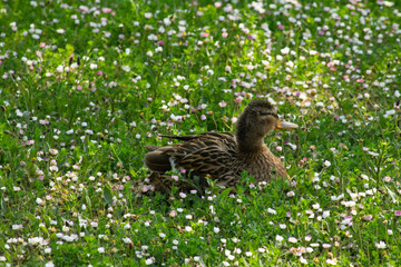 Mallard duck and flowers II
