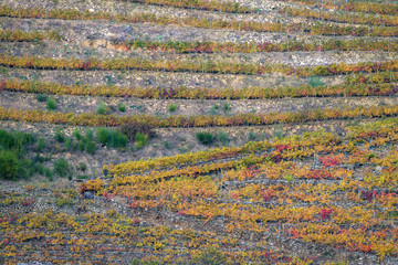 Rows of Terraced Vineyards form Parallel and Diagonal Lines