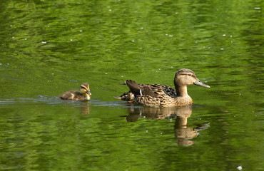 Mallard duck swimming with gosling
