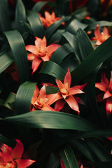 Orchidaceae, Phalaenopsis, flower, flowers, plant, spring, blossom, tree, pink, nature, autumn, leaf, branch, cherry, leaves, red, garden, bloom, green, season, flora, bud, macro, blooming, beautiful,