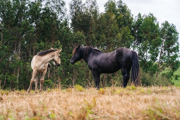 A mare with her young in the wild in a green meadow with trees