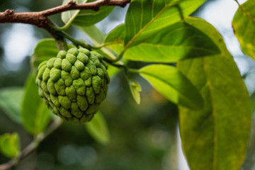 Annona squamosa fruit