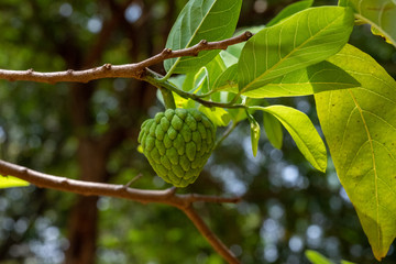 Annona squamosa fruit