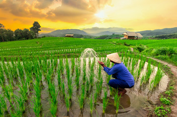 Farmers are planting rice in the rice fields at sunset,Rice field view at sunset with green rice plant being planted as a staircase in Chiang Mai, Thailand