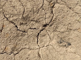 Dried mud. Desert top view. The texture of dried mud.