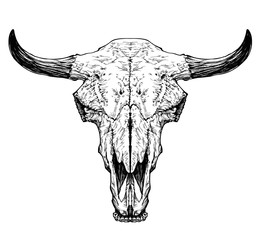 Bull / cow / aurochs skull with horns on white background. © Diana