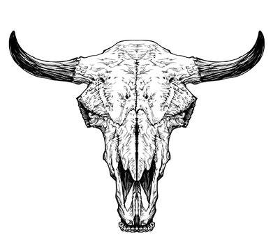 Bull / cow / aurochs skull with horns on white background.