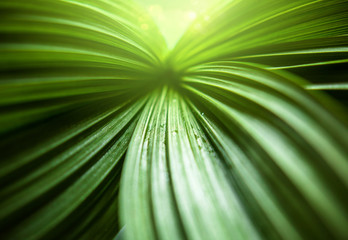 Beautiful view of nature green leave with  rain drop on blurred  background with sunlight....