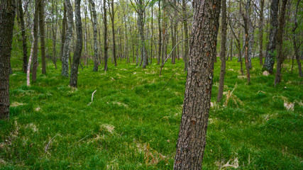 trees in the forest
