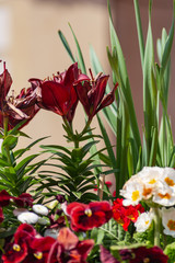 colorful flowers  at eastern season